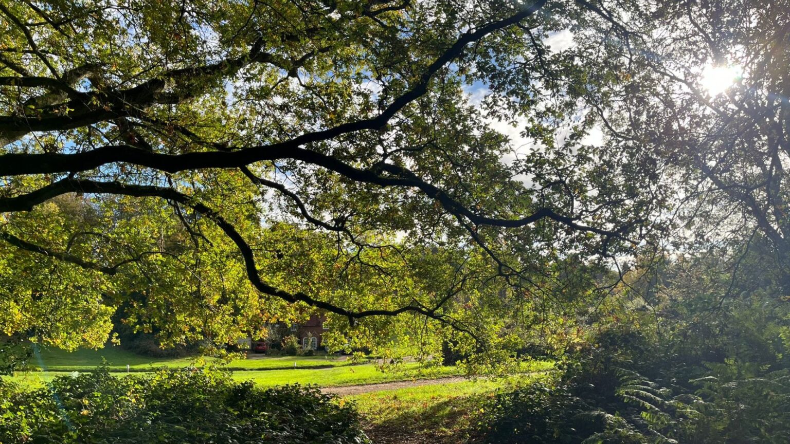 Autumn Walk